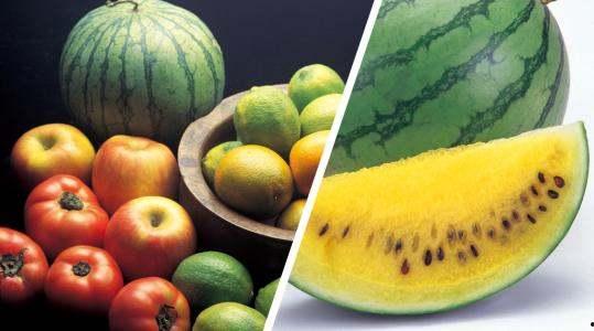 黄心瓜挖着吃,尽享田园新鲜滋味