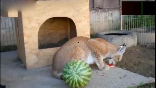 猞猁吃瓜,一场生态与自然的和谐交响