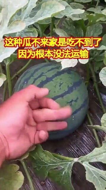 吃不着瓜的,揭秘“吃不着瓜”背后的网络现象与心理解读