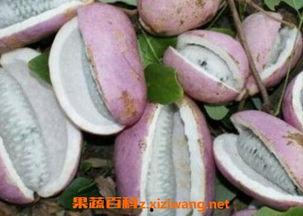 三倍体无籽八月瓜怎么吃,三倍体无籽八月瓜的多样食法探索