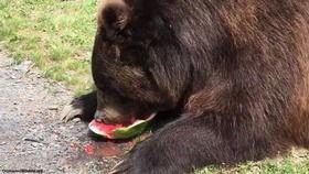 熊猎吃瓜,揭秘动物界的趣味食事