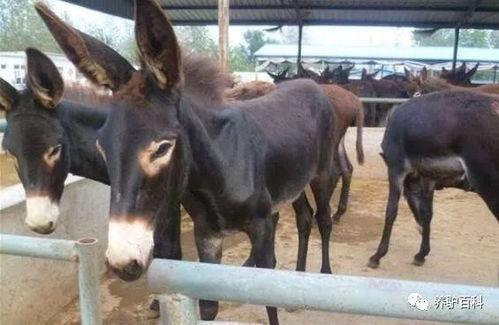 驴吃瓜,趣味横生的田园生活趣事