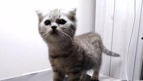 爱笑的吃瓜喵,爱笑的吃瓜喵的欢乐生活记