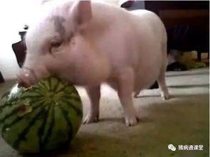 道具吃瓜猪,揭秘神秘道具背后的神奇力量