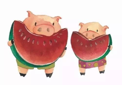 猪吃梨瓜,猪儿欢享梨瓜美味时光
