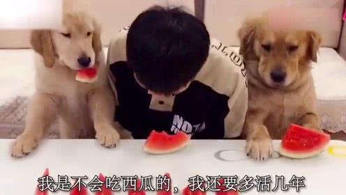 吃瓜表情和狗,吃瓜表情与狗狗的欢乐互动瞬间