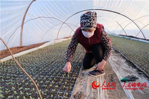 安新端村吃瓜,一场别开生面的“吃瓜”盛宴