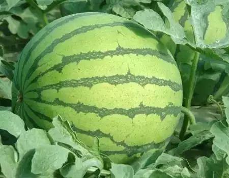 吃瓜影视西瓜号,带你领略影视圈那些事儿