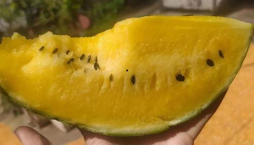 黄瓤吃瓜,夏日清凉美食之旅