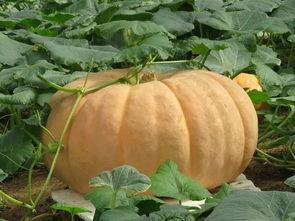 胃胀吃瓜可以么,吃瓜解忧？揭秘瓜类食物对胃胀的神奇作用