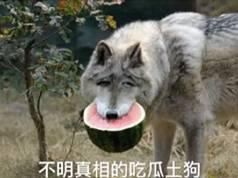 狼二叔吃瓜
