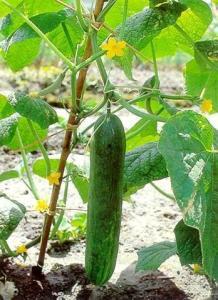 唐山崔昊吃瓜,唐山网红的意外走红之路