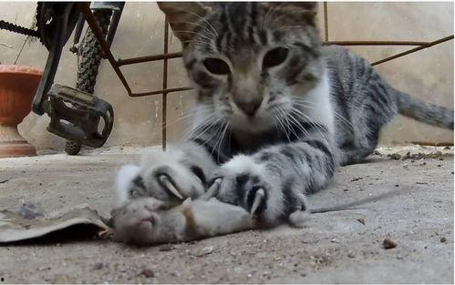 余江猫抓老鼠吃瓜,老鼠吃瓜，一场趣味横生的生态互动