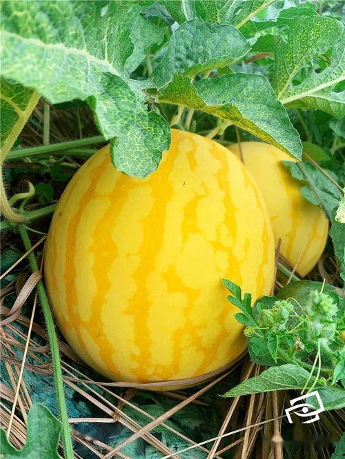 海瓜可以吃吗,可食用之谜与营养价值