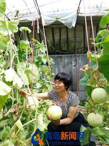 即墨吃瓜,揭秘当地特色美食背后的故事