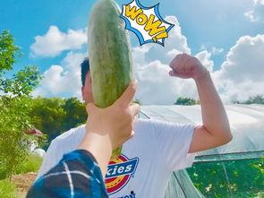 带你吃瓜请看下集,精彩剧情下集揭晓！