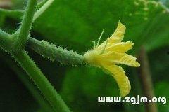 梦见吃生的瓜,揭秘吃生瓜的神秘寓意