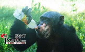 吃瓜的大猩猩,揭秘动物界的“美食评论家”